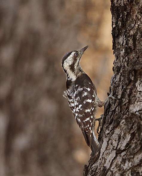 Gray-capped Pygmy Woodpecker - Gobind Sagar Bhardwaj