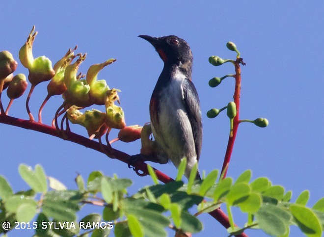 Scarlet-collared Flowerpecker - ML379586471