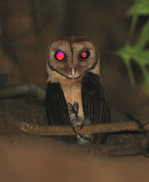 Minahasa Masked-Owl - ML379586511