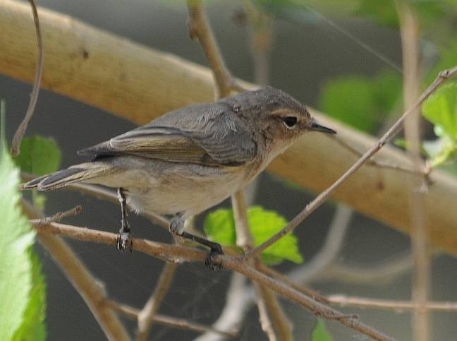 Common Chiffchaff (Siberian) - ML379586771