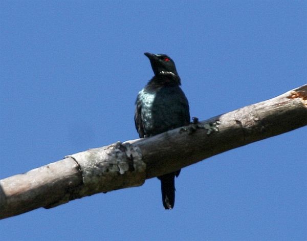 Short-tailed Starling - ML379587321