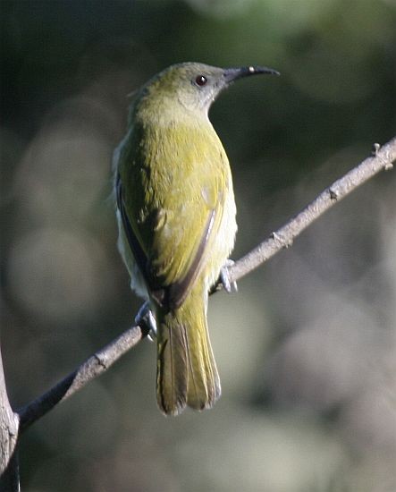 Sunda Honeyeater - ML379587341