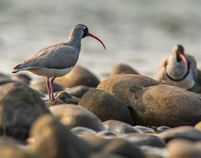 Picoibis - ML379587591