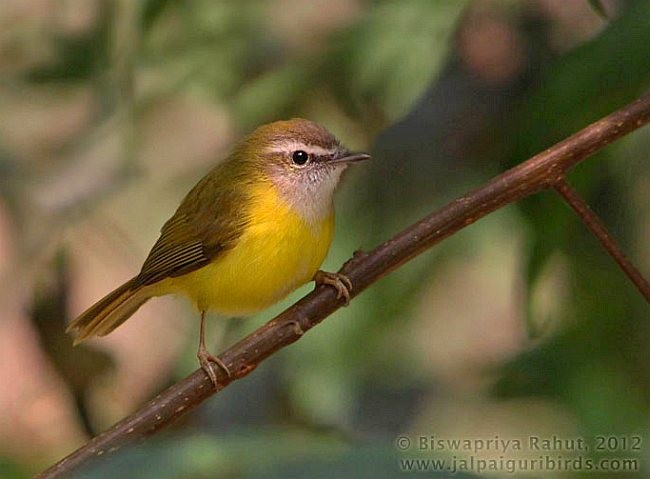 Yellow-bellied Warbler - ML379587701