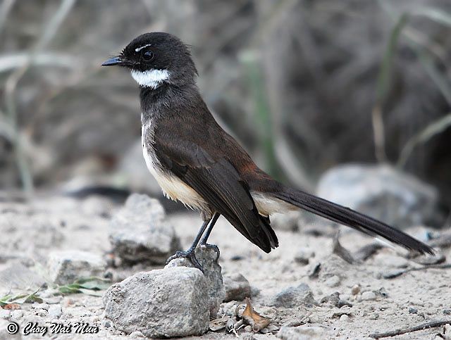 Malaysian Pied-Fantail - ML379587851