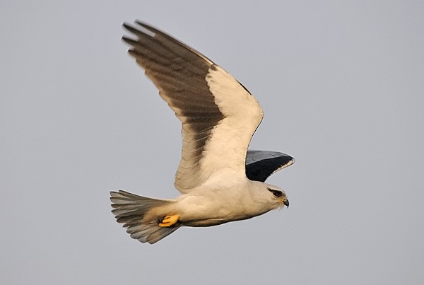 Black-winged Kite (Asian) - ML379588111
