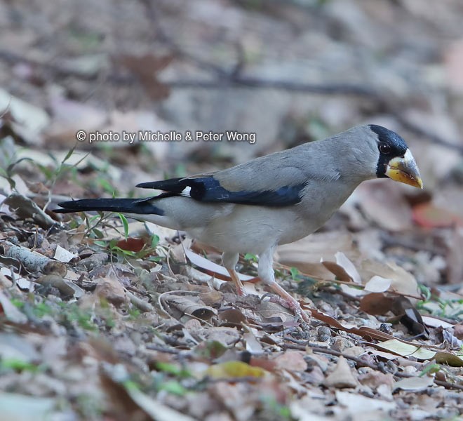 Japanese Grosbeak - ML379588681