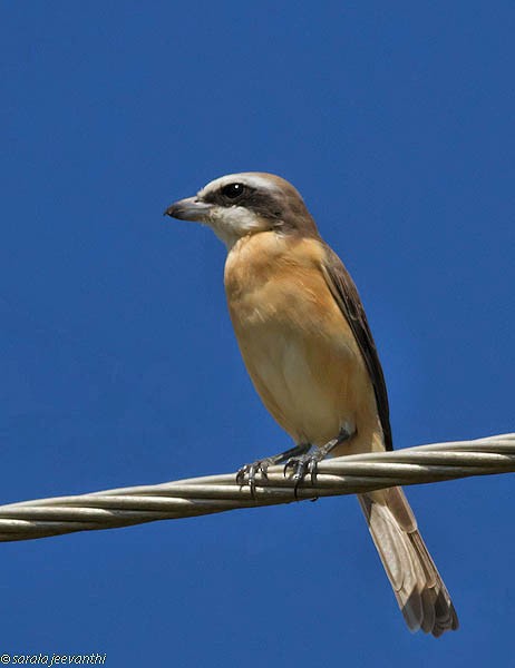 Brown Shrike - ML379588811