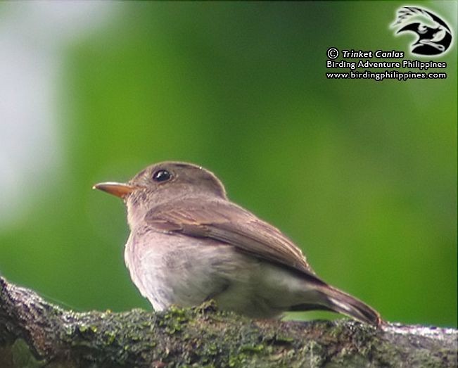 Ashy-breasted Flycatcher - ML379589061