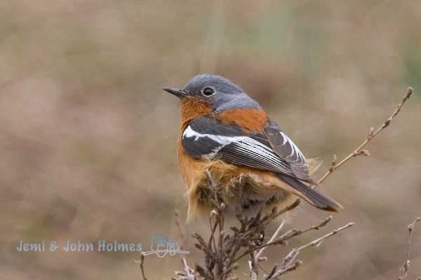 Ala Shan Redstart - ML379589581