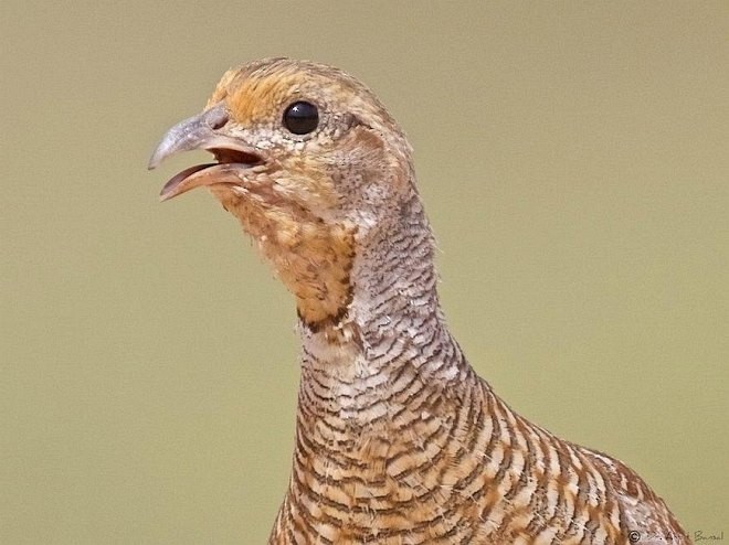 Gray Francolin - ML379589611