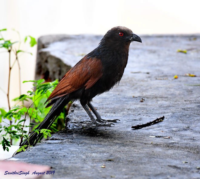 Greater Coucal (Southern) - ML379589991