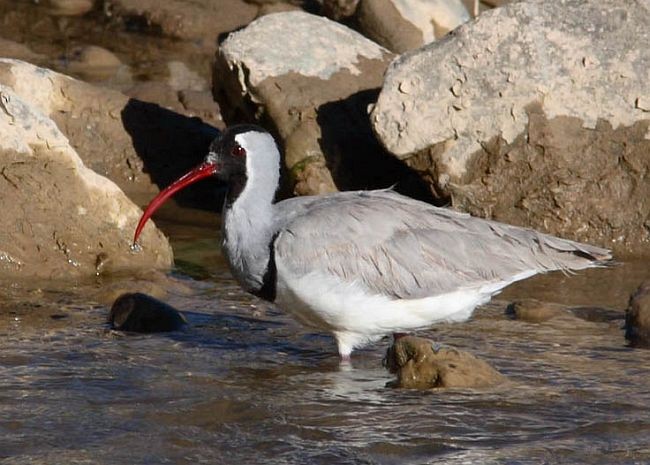 Bec-d'ibis tibétain - ML379590441