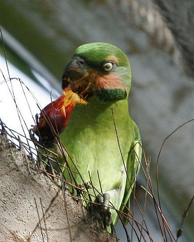 Uzun Kuyruklu Yeşil Papağan (longicauda/defontainei) - ML379590651