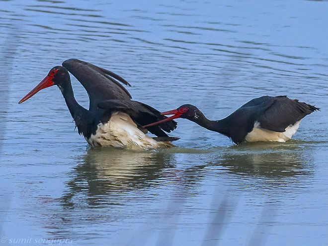 Black Stork - Sumit  Sengupta