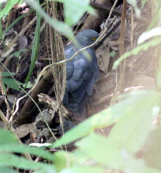 Moluccan Goshawk - Hanom Bashari