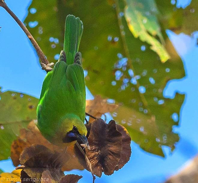 Jerdon's Leafbird - ML379591001