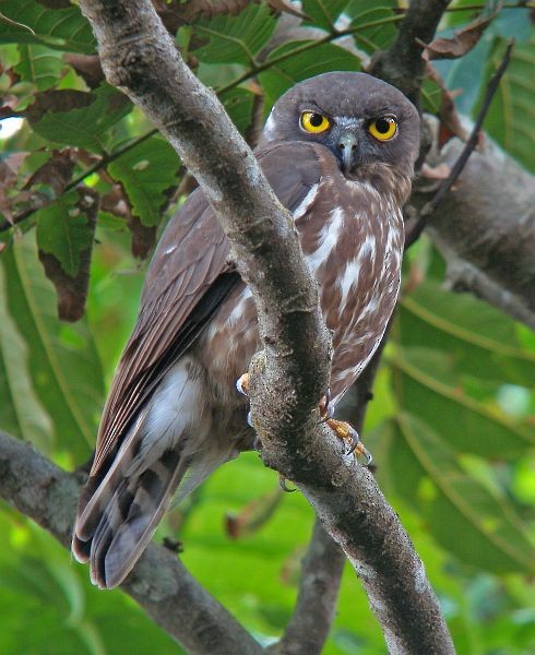 Northern Boobook - ML379591541