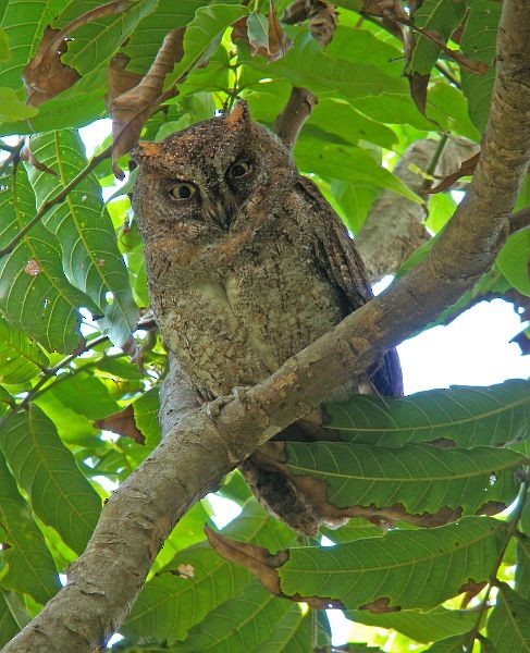 Ryukyu Scops-Owl - ML379591581