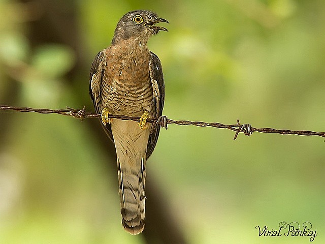 Common Hawk-Cuckoo - ML379591661