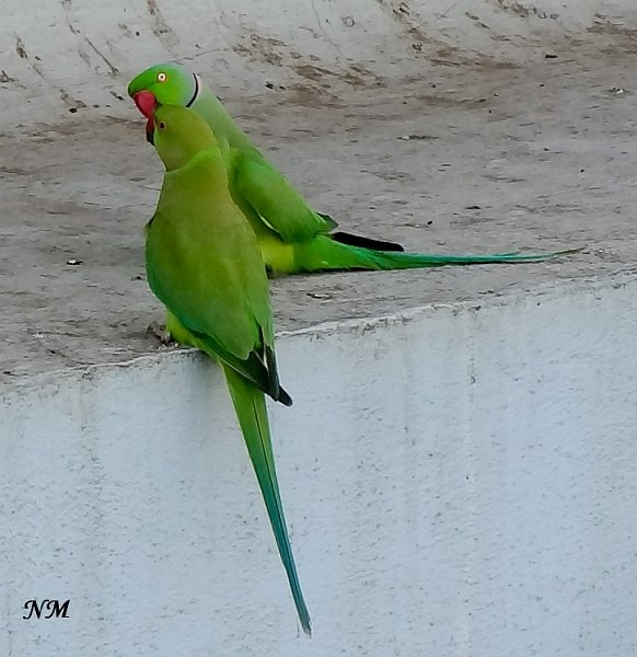 Rose-ringed Parakeet - ML379591671