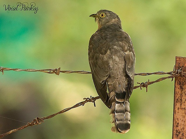 Common Hawk-Cuckoo - ML379591971