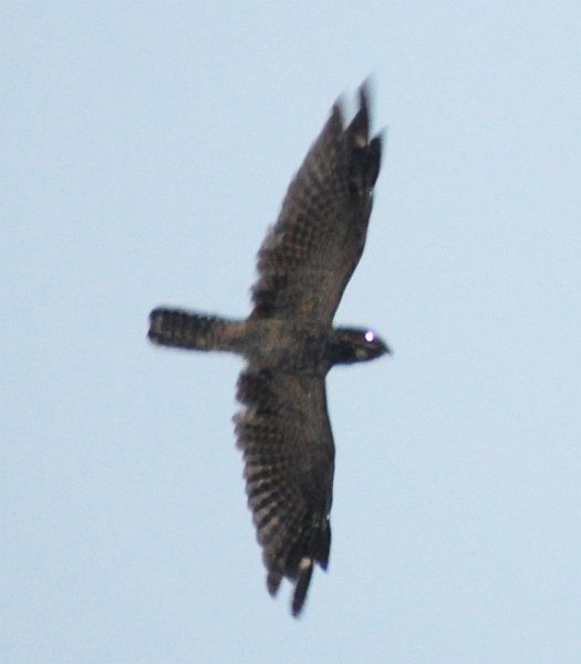 Malaysian Eared-Nightjar - ML379592081