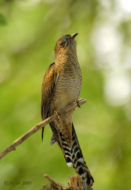 Plaintive Cuckoo - ML379592101