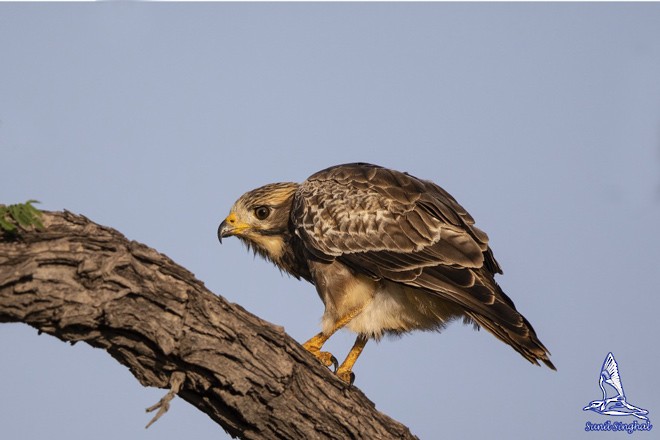 White-eyed Buzzard - ML379592441