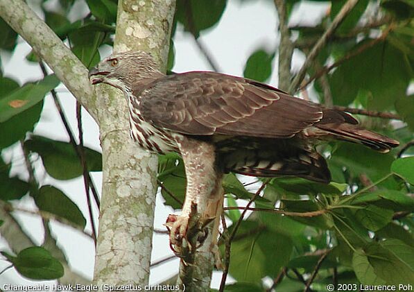 Changeable Hawk-Eagle (Changeable) - ML379593071