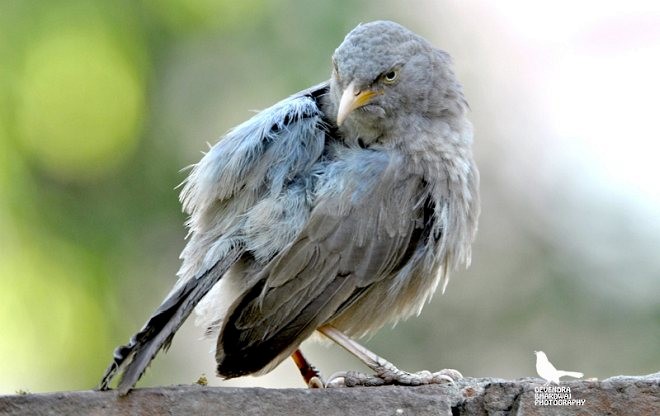 Jungle Babbler (Jungle) - ML379593371