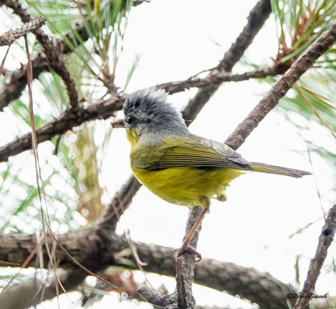 Gray-hooded Warbler - ML379593521