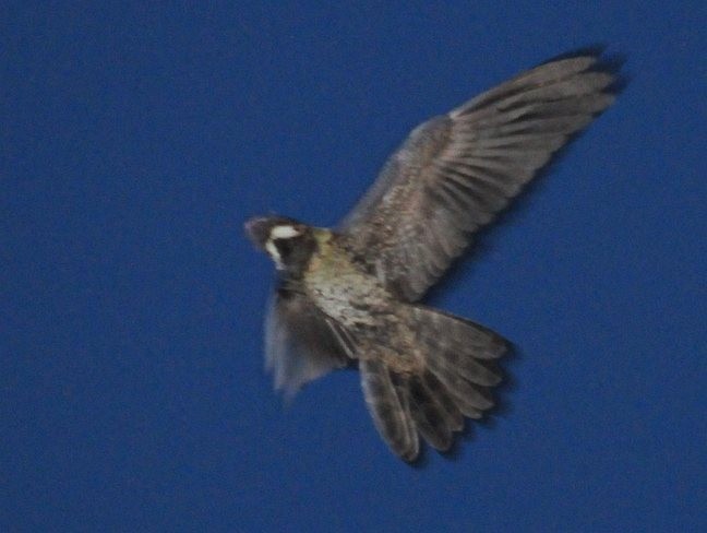 Malaysian Eared-Nightjar - ML379593721