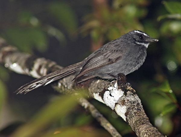 White-throated Fantail - ML379593811
