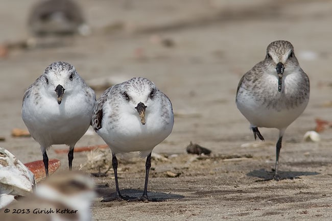 Sanderling - ML379593931