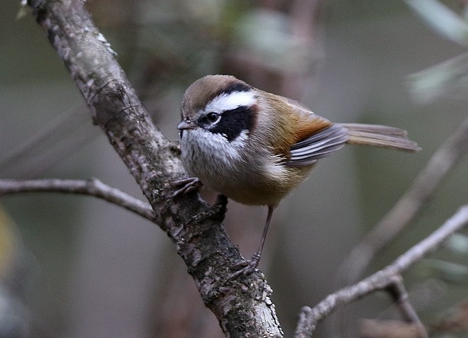 White-browed Fulvetta - ML379594021