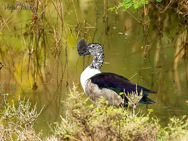 Knob-billed Duck - ML379594061