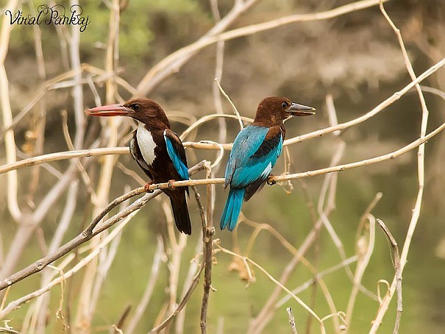 White-throated Kingfisher - Pankaj Maheria