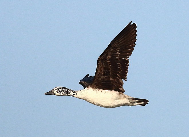 Knob-billed Duck - ML379594571