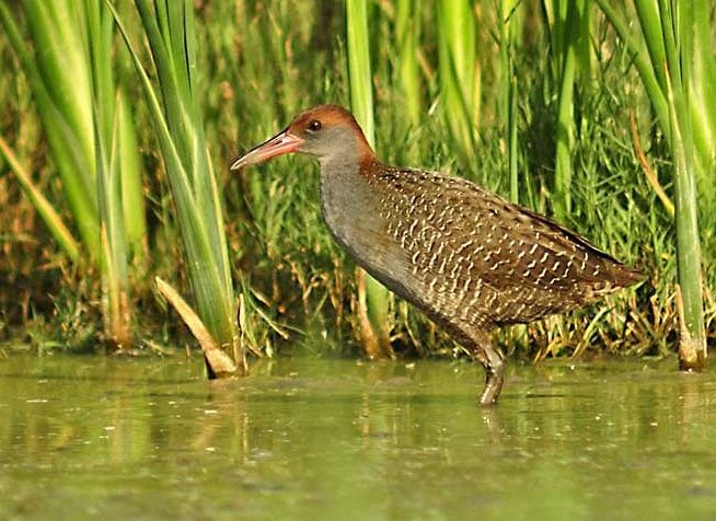 Slaty-breasted Rail - ML379594931