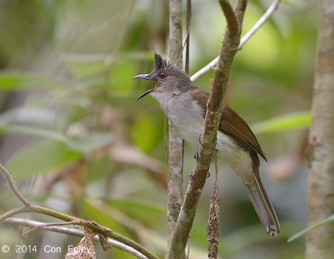 チャイロヒヨドリ - ML379595101