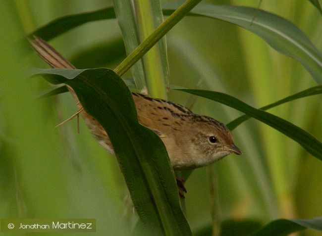 Marsh Grassbird - ML379595361