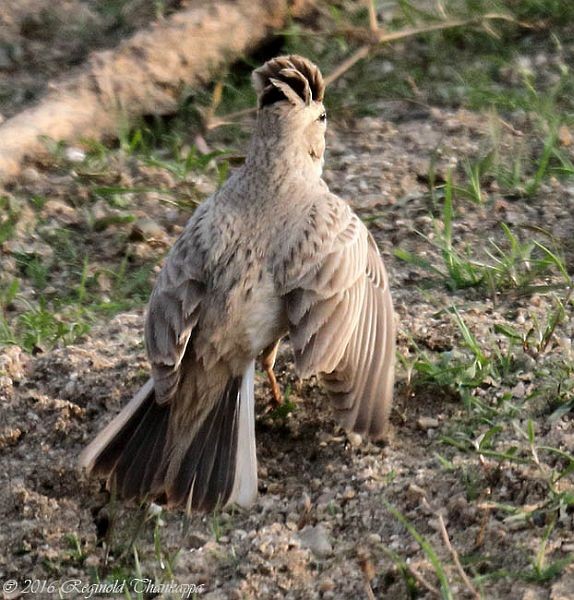 Sand Lark - ML379595381