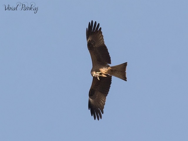 Black Kite - ML379595471