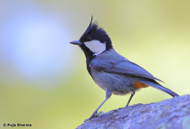 Rufous-naped Tit - Puja Sharma