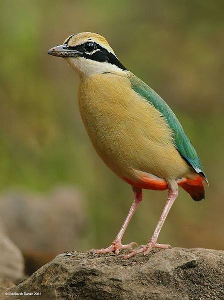 Indian Pitta - ML379595751