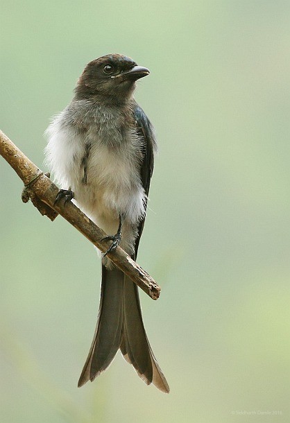 White-bellied Drongo (White-bellied) - ML379595771