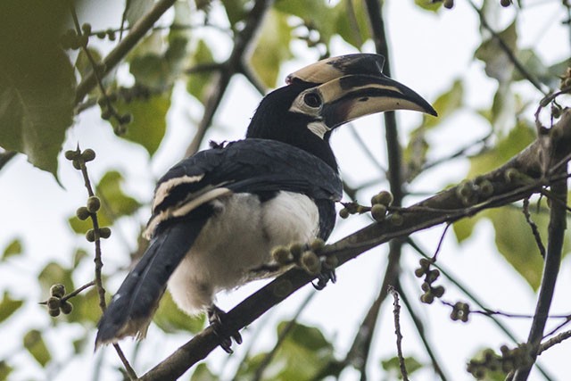 Oriental Pied-Hornbill - ML379595951