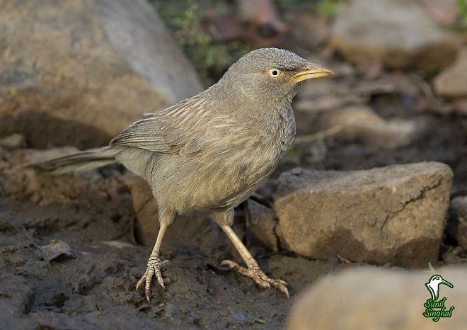 Jungle Babbler - ML379596081