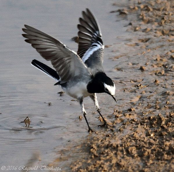 Хөх цэгцгий - ML379596111